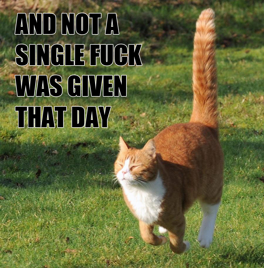 and-not-a-single-fuck-was-given-that-day-cat